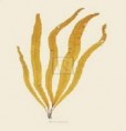 /album/photogallery/alaria-esculenta-jpg/